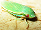 a leafhopper