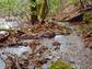 leaves and wood in a stream