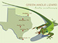 the green anole lizard