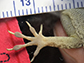 lizard forelimb toepad