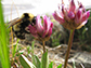 Bombus balteatus queen collecting nectar from the alpine clover