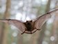 a flying bat in Forest