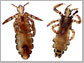 Pediculus humanus, left, the human head louse