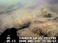 underwater video footage of a sediment-covered, low-relief oyster reef