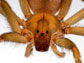 Loxosceles laeta, a South American brown spider