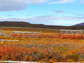 the U.S. Arctic LTER greenhouse in peak autumn