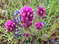 California wildflowers, miniature lupine and denseflower Indian paintbrush flowers