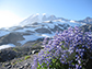 Lupines on Mount Rainier