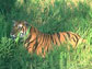 News thumbnail of tiger in grass