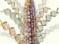 corn genome