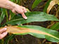 leaf from transgenic (top) and non-transgenic (bottom) maize plants