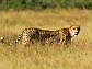 an adult male cheetah