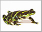 Limosa Harlequin Frog