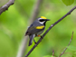 a male golden-winged warbler
