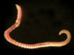 the marine worm or polychaete