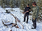 Matt Metz and Mark Hebblewhite examine the remains of an elk