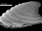 an internal mold of a mollusc