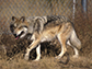 a Mexican wolf