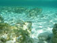 microbialite underwater