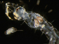 killer larva preys on small crustacean