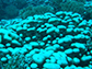 mild coral bleaching of a coral assemblage