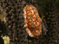 the flamingo tongue snail