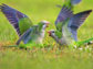 Monk Parakeets Fighting