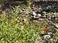 scarlet monkeyflower's