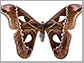 a moth, Rothschildia erycina