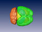 a mouse brain 3-D reconstruction