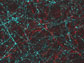 blue and red neurons