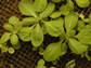 Arabidopsis plants