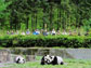 photo of tourists watching pandas