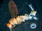 a dissected Drosophila fly