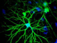 image showing neurons