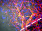 human neurons grown on 3-D scaffolds
