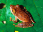 New species: Pristimantis educatoris