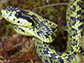 newly discovered Talamancan Palm-Pitviper