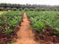 oil palms at an oil palm nursery