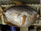 an opah, also called a moonfish