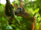 an orangutan in a tree