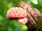Rhodotus palmatus mushroom