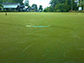 Cyanobacterial bloom in Pamlico River