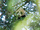 a panda cub peaks from a tree