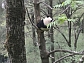 panda cub in a tree