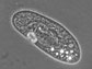 a paramecium using cilia for movement