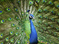 a peacock