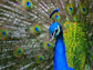 a peacock