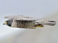 an adult American peregrine falcon