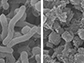 normal tissue pH (left), an acidic environment (right)